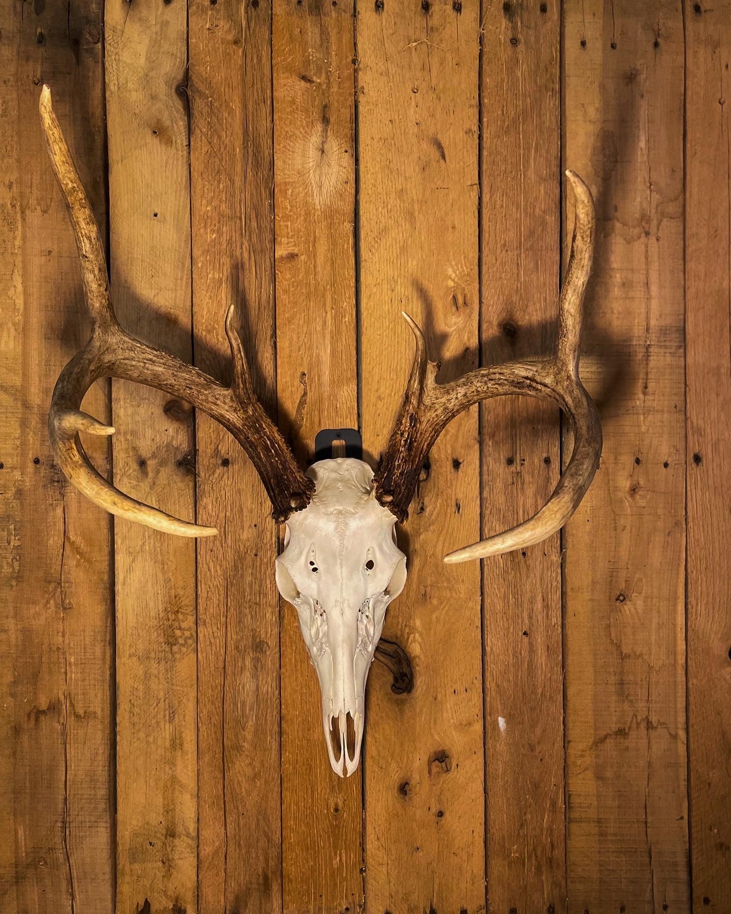 Euro Mount Wall Bracket