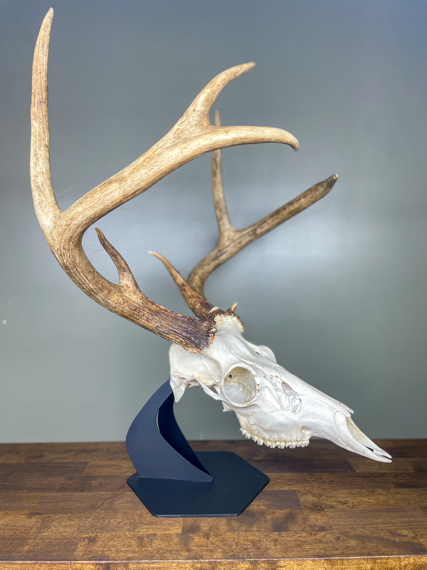 Desk Top Skull Display