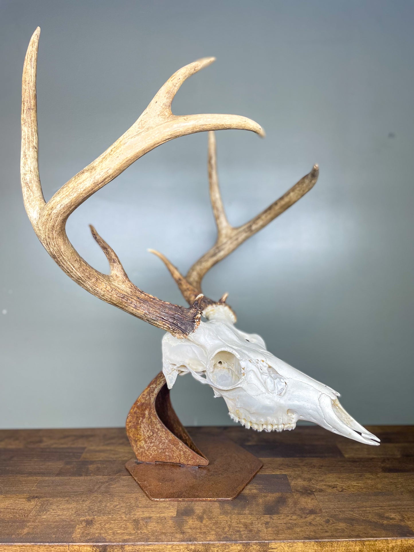 Desk Top Skull Display