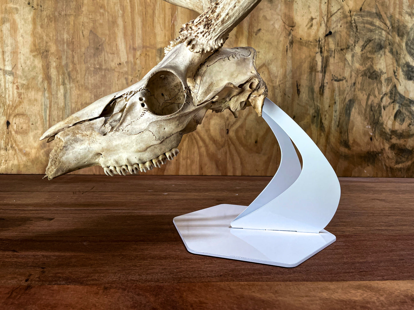 Desk Top Skull Display