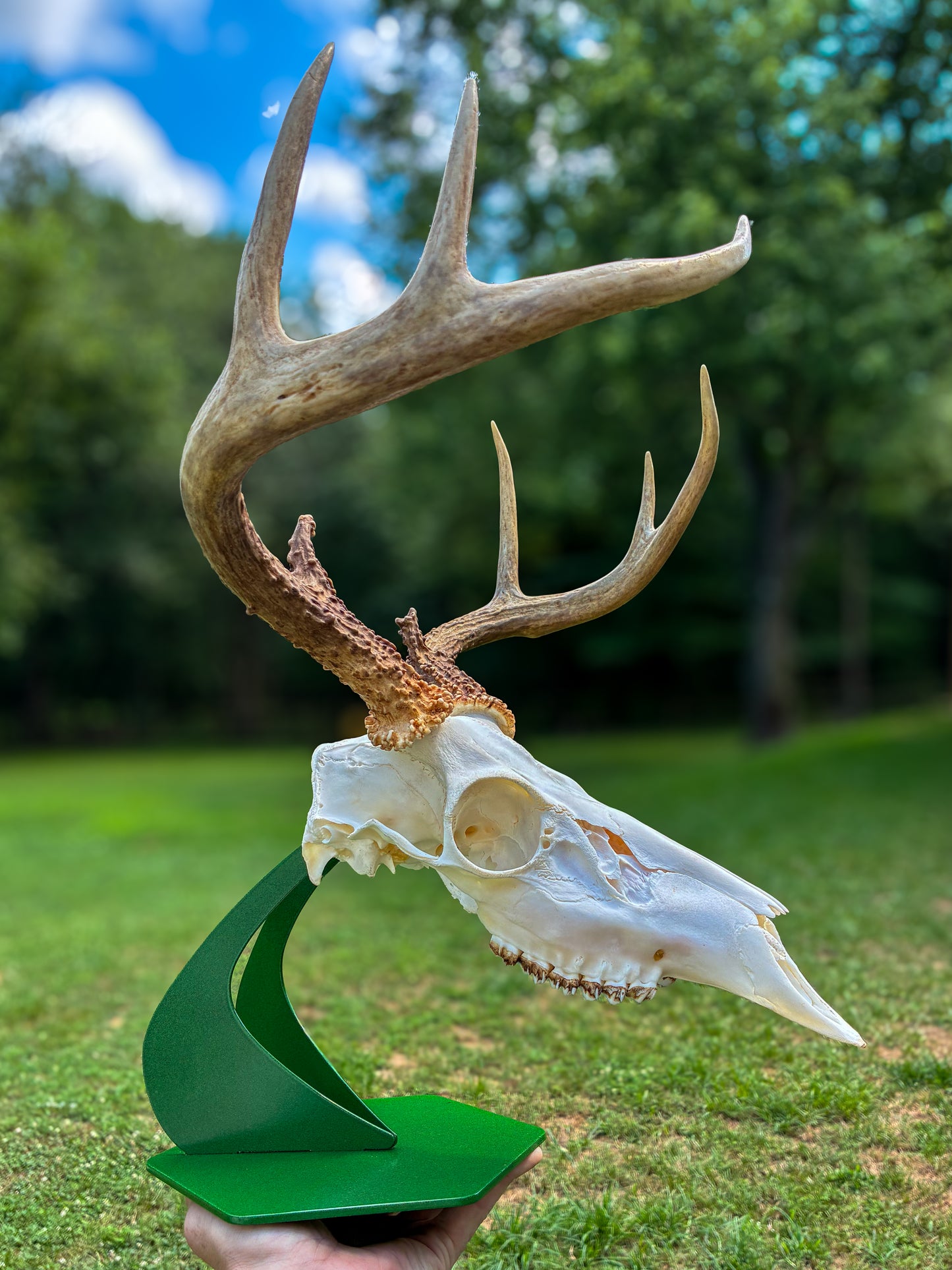 Desk Top Skull Display